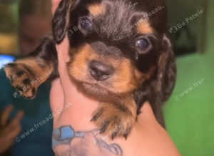 Mini long haired dachshund last boy