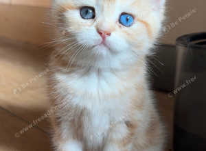 GCCF Registered British Shorthair Chocolate Golden Odd Eyes Male
