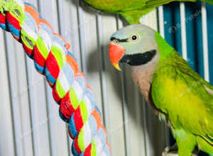 Parrot Glasgow