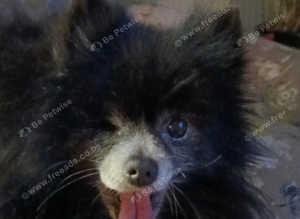 Pomeranian STUD KC Reg & Proven