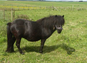 registered shetland filly