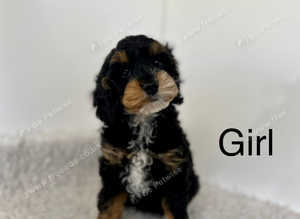 4 adorable cockapoo puppies ready now