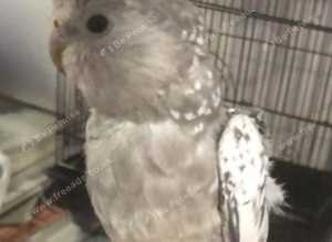Tamed Cockatiel