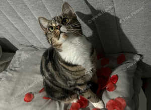 Lillah 1 year old cat