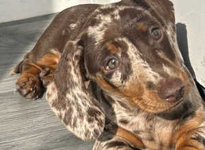 Miniature daschund 12 weeks old