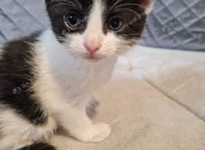 Beautiful kittens for sale