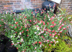 Salvia Hot Lips.