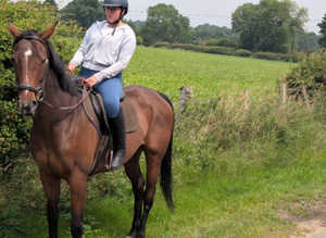 Stunning big bay gelding 15.3hh