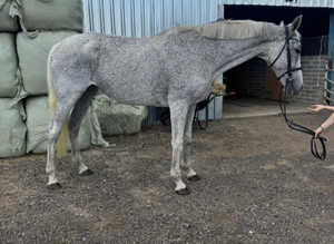 16.2 irish mare