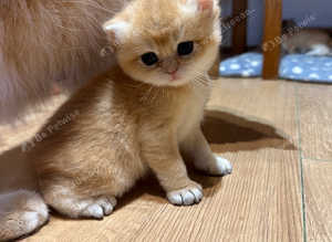GCCF Registered Chocolate Golden Dominant of Blue Eyes Kittens