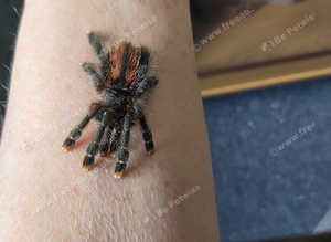 Sub adult Aviculario Boa Vista - The Boa Vista Pink Toe Tarantula