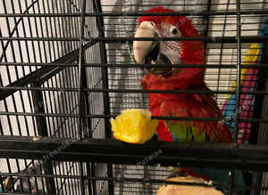 Macaw blue gold