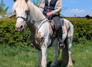 Proper steady eddie 14.2hh gelding