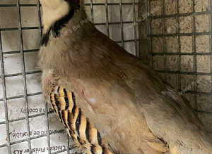 Chukar partridge male