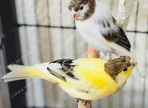 Canaries