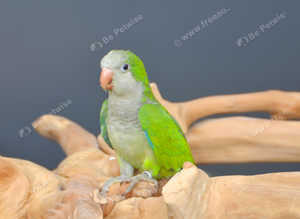Baby Green Quaker,17