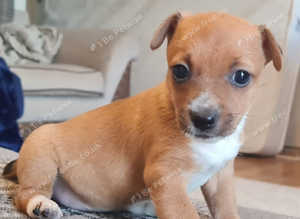 Jack russel girl