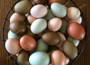 Colored egg laying Hybrid chickens  for sale