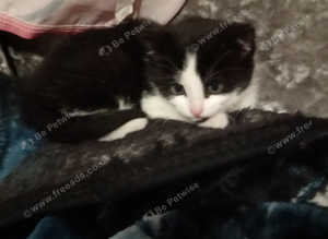 Kitten for sale