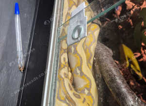 Dwarf reticulated python
