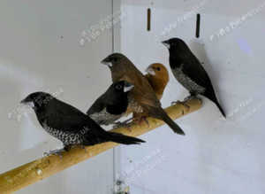 Bicheno Finches  male female,18