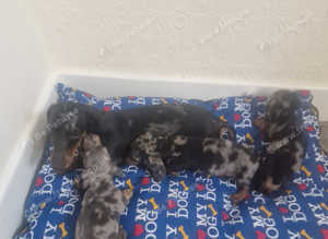 Daschund pups