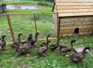 Khaki ducklings (off heat) sexed females