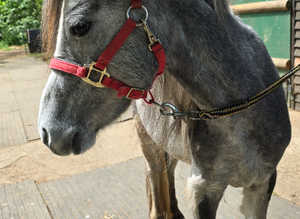 Lovely filly 2yrs