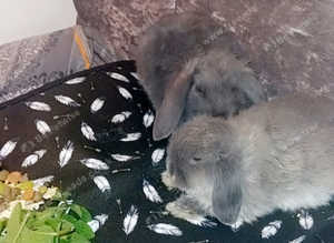Quick sale Boy mini lop pedigree grey 125 dark grey  Dutch girl 85 only call or text my number