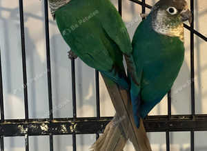 Stunning conures valentine offer