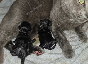 Russian Blue X Bombay