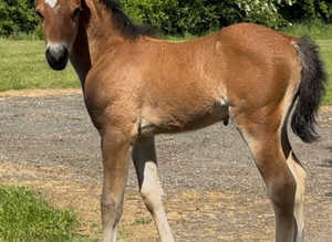 Welsh C x filly Hillgarth bred