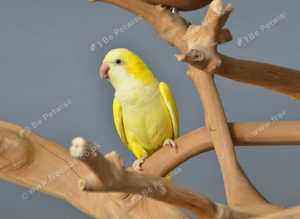 Baby Yellow Quaker,18