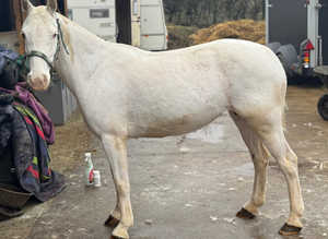 Grey cob mare