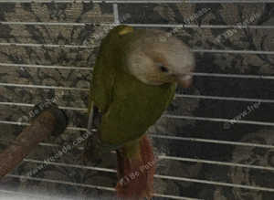 Mutation conures new years sale only
