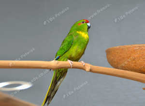 Yellow and Green Kakariki,17