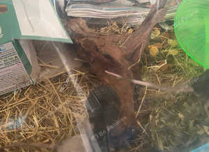 7 male mice for sale