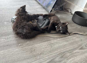 Kittens for sale
