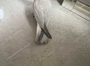 Baby galahs