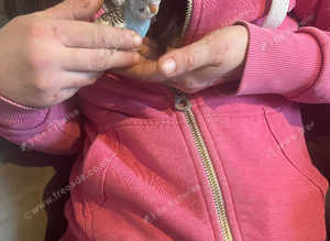 Baby helicopter budgies
