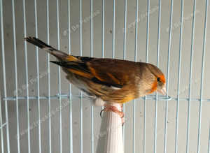 Siberian goldfinch mule hen