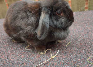 Black mini lop doe