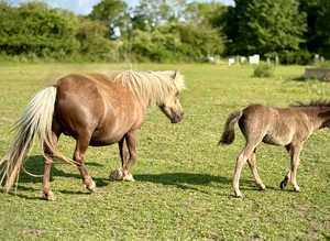 Rideable Falabella Mare with filly foal on foot