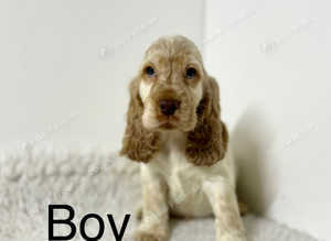 3 stunning show cocker spaniel boys
