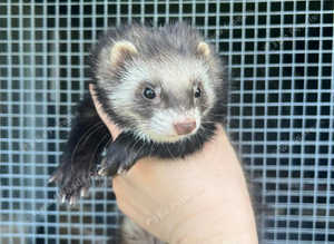 Part angora ferret kits due june