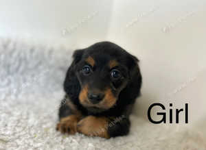 2 stunning miniature longhair dachshund