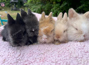 Double mained lionhead rabbits