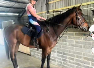 16.1hh 9 year old TB gelding