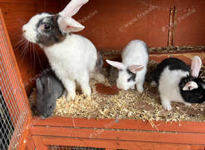 Netherland dwarfs
