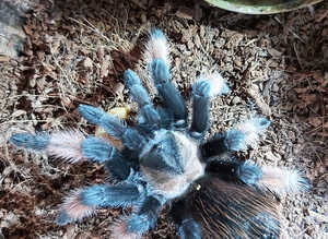 Brachypelma emilia - Mexican Redleg Tarantula